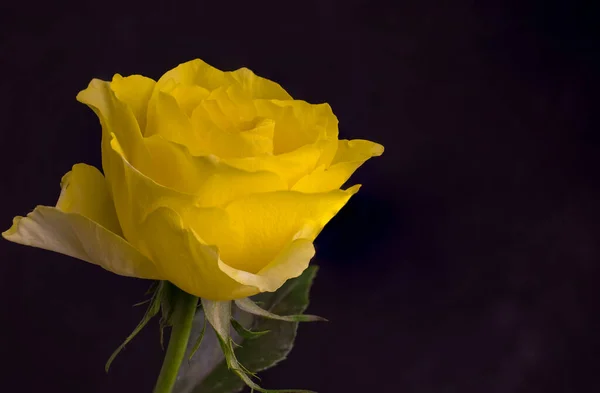 Nahaufnahme Einer Gelben Rose Mit Grünen Blättern Hintergrund — Stockfoto