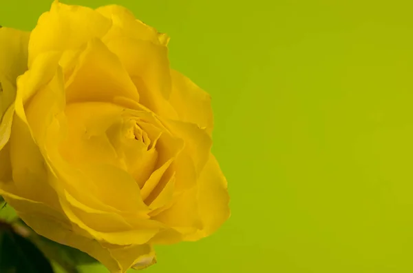 Primer Plano Rosa Amarilla Con Hojas Verdes Fondo — Foto de Stock