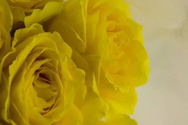 Primer Plano Rosa Amarilla Con Hojas Verdes Fondo — Foto de Stock