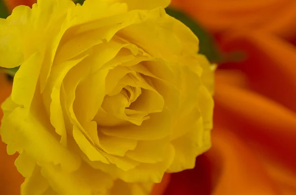 Nahaufnahme Einer Gelben Rose Mit Grünen Blättern Hintergrund — Stockfoto