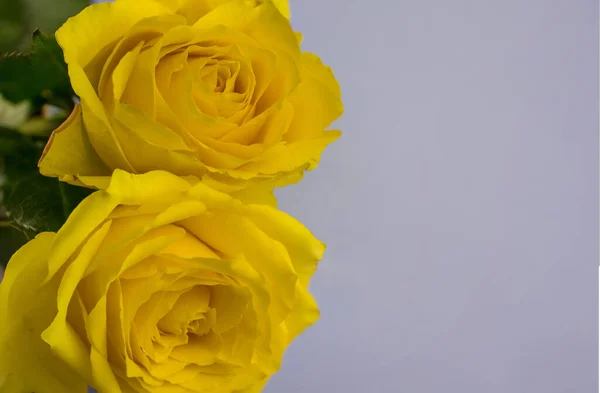 Primer Plano Rosa Amarilla Con Hojas Verdes Fondo — Foto de Stock