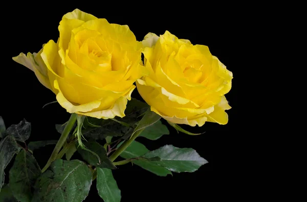 Nahaufnahme Einer Gelben Rose Mit Grünen Blättern Hintergrund — Stockfoto