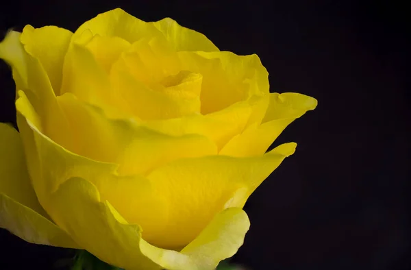 Nahaufnahme Einer Gelben Rose Mit Grünen Blättern Hintergrund — Stockfoto