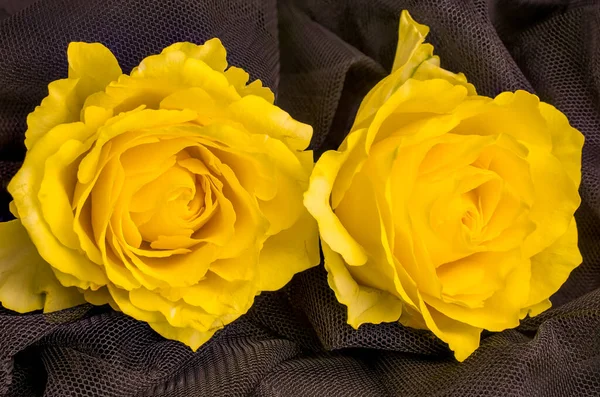 Primer Plano Rosa Amarilla Con Hojas Verdes Fondo — Foto de Stock