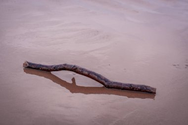  Kumlu okyanus sahillerinde suyla yıkanan dallar. 