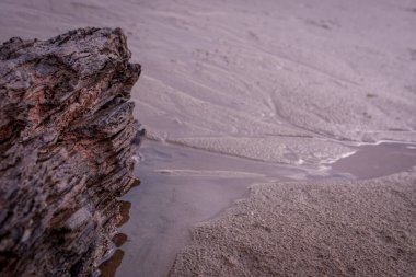  Kumlu okyanus sahillerinde suyla yıkanan dallar. 