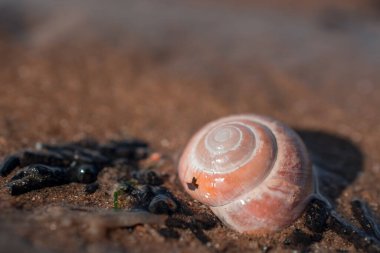 İngiltere 'de güneşli plajda deniz kabuğu