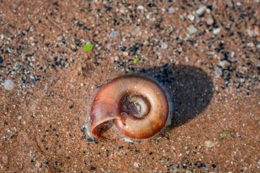 İngiltere 'de güneşli plajda deniz kabuğu