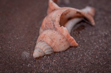 İngiltere 'de güneşli plajda deniz kabuğu