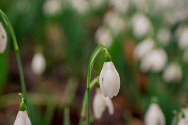 İlkbaharda kardamlaları, bahar çiçekleri