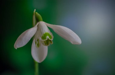 İlkbaharda kardamlaları, bahar çiçekleri