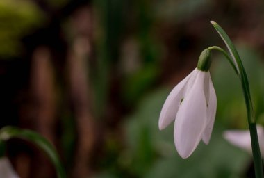 İlkbaharda kardamlaları, bahar çiçekleri