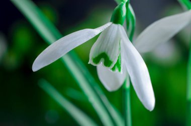 İlkbaharda kardamlaları, bahar çiçekleri