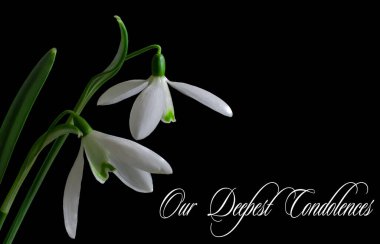 İlkbaharda kardamlaları, bahar çiçekleri