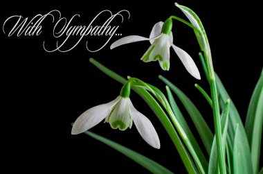 İlkbaharda kardamlaları, bahar çiçekleri