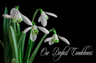 İlkbaharda kardamlaları, bahar çiçekleri