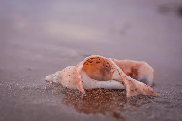 Shell Sundy Beach — Stock Photo, Image