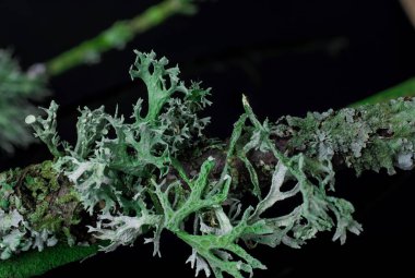 Siyah bir arkaplanda yosun. Kapan. Makro