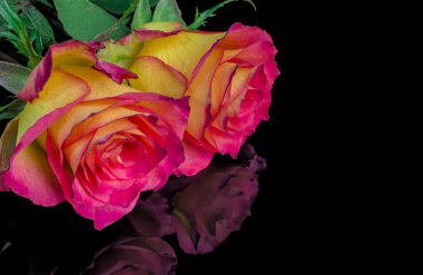 Siyah arka planda izole edilmiş kırmızı güllerin fotoğrafı