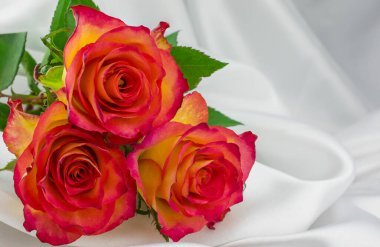 Beyaz arkaplanda izole edilmiş kırmızı güllerin fotoğrafı