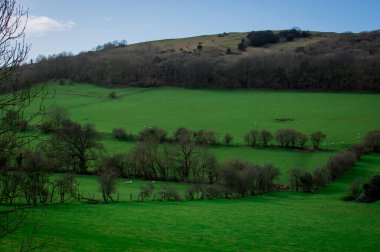  İngiltere 'de güneşli bir günde çiftlikte koyun.
