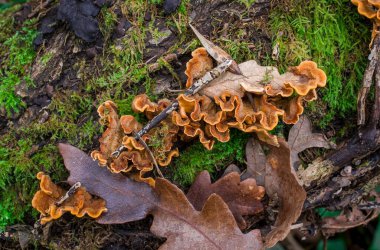 Sonbaharda yeşil yosunlu ağaç gövdesinde parlak mantarlar.