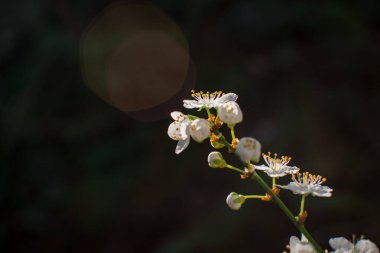 Çiçek açan pembe kiraz ağacının ayrıntıları.