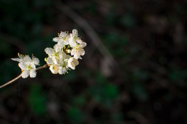 Çiçek açan pembe kiraz ağacının ayrıntıları.