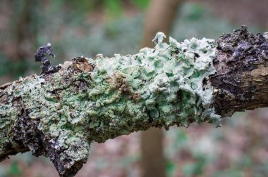 Siyah bir arkaplanda yosun. Kapan. Makro