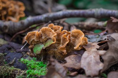 Sonbaharda yeşil yosunlu ağaç gövdesinde parlak mantarlar.