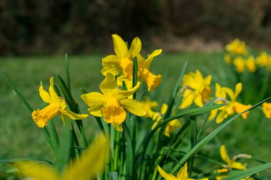 İlkbaharda taze bahar nergisleri.