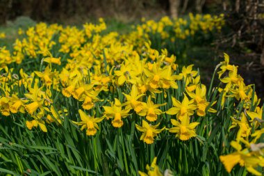 İlkbaharda taze bahar nergisleri.
