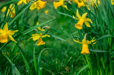 İlkbaharda taze bahar nergisleri.