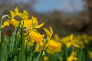 İlkbaharda taze bahar nergisleri.