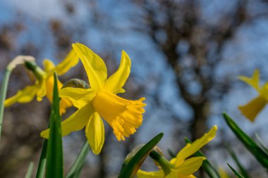 İlkbaharda taze bahar nergisleri.