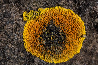 Taş duvarda büyüyen sarı zambaklar dekoratif bir tasarım oluşturuyor.