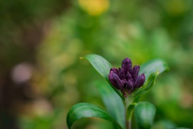 Gelişen primula vulgaris çiçekleri. Güzel Doğa Bahar Çiçek Duvar Kağıdı