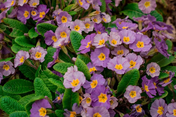 Gelişen primula vulgaris çiçekleri. Güzel Doğa Bahar Flosu