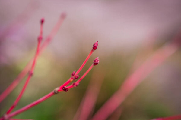 Tender springtime nature in park. First green leaves, tree twig 