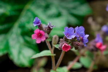 Anchusa undulata mor çiçek, kıllı yapraklı ve saplı.