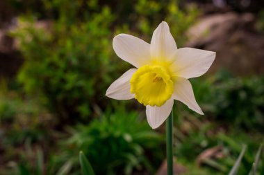 Güzel bahar çiçekleri Baharda nergisler.