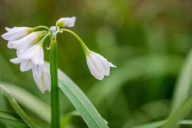 Çiçek açan çiçekler. Güzel Doğa Bahar Çiçek Duvar Kağıdı