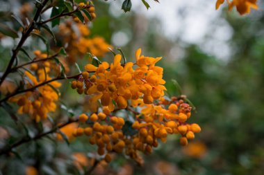 Bir Berberis Darwinii çalılığında turuncu tomurcuklara yakın çekim