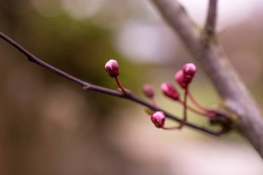 Daldaki güzel, pembe bir kiraz çiçeğinin ayrıntıları.