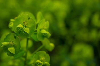 Wood Spurge 'un seçici odak görüntüsü (Euphorbia amygdaloides