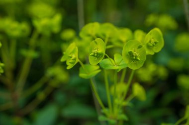 Wood Spurge 'un seçici odak görüntüsü (Euphorbia amygdaloides