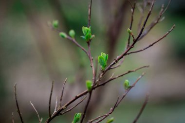 İlkbahar doğası parkta. İlk yeşil yapraklar, ağaç dalı. 