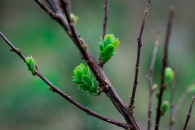 İlkbahar doğası parkta. İlk yeşil yapraklar, ağaç dalı. 