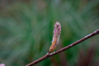 İlkbahar doğası parkta. İlk yeşil yapraklar, ağaç dalı. 