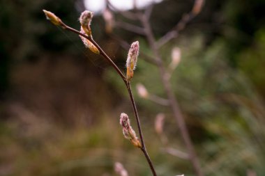 İlkbahar doğası parkta. İlk yeşil yapraklar, ağaç dalı. 